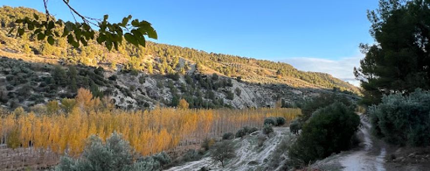Bosque encantado de Higueras