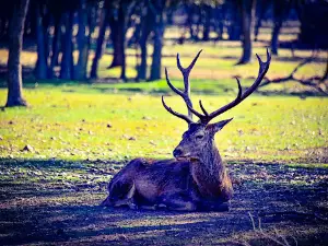 Reserva de ciervos "Parque de Valdellano"