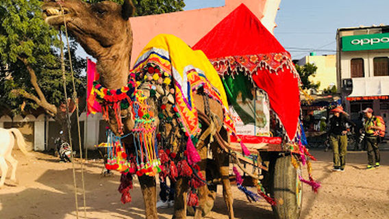 Camel Safari Pushkar