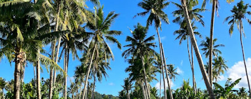 Coconut Plantation
