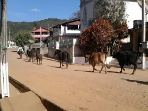 Bonsucesso
