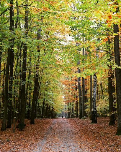 Łagiewnicki Forest Nature Reserve