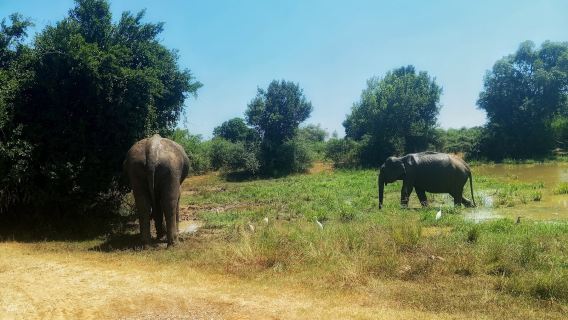 Udawalawe Safari with Deshan