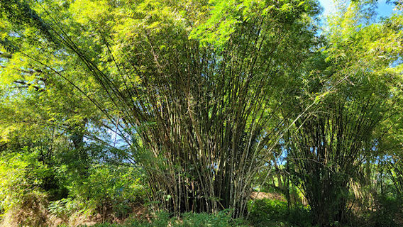 Martha Brae Rafting Village