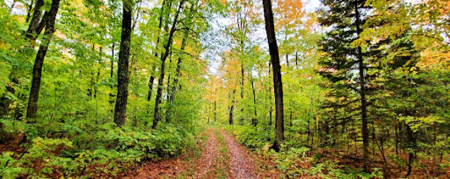 Canyon Falls Roadside Park