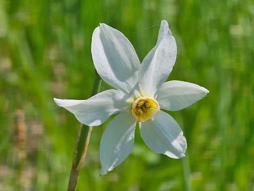 Poiana Narciselor