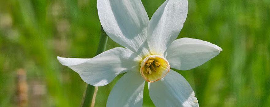 Poiana Narciselor