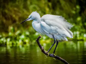 마밤바 스왐프 BirdWatching 투어즈