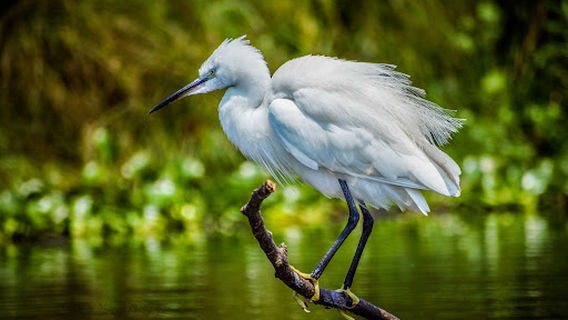 Mabamba Swamp Shoebill Site