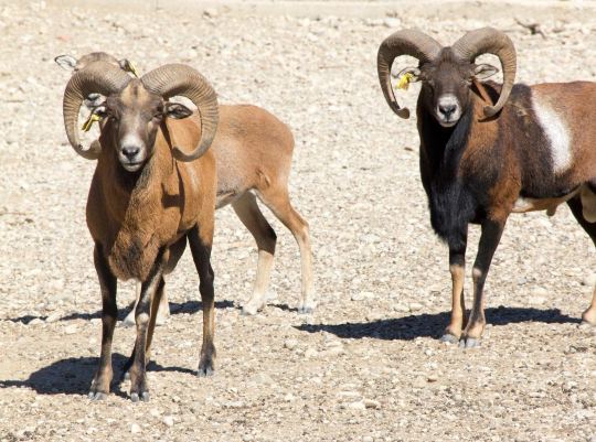 Farma of Rhodes | Petting Zoo