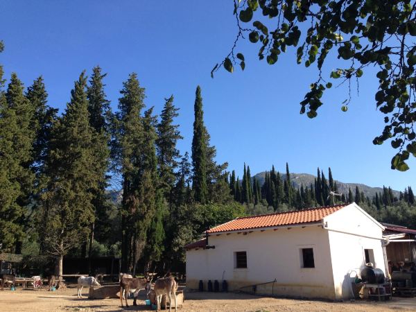 Corfu Donkey Rescue