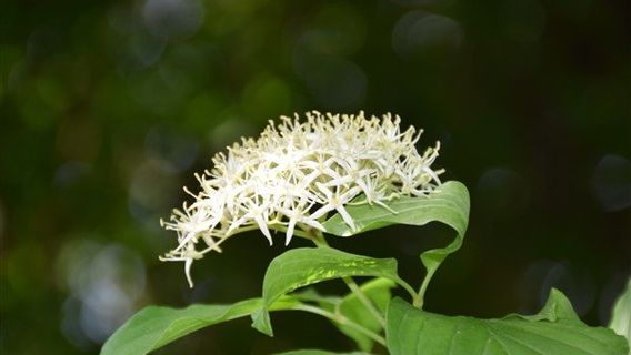 National Botanical Garden of Iran