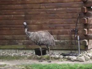 Capron Park Zoo