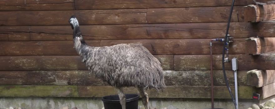 Capron Park Zoo