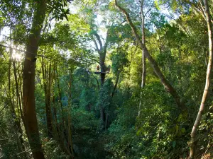 Tsitsikamma Canopy Tours