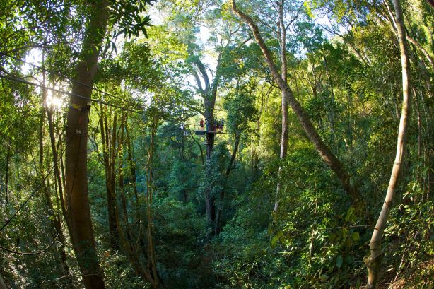 Tsitsikamma Canopy Tours