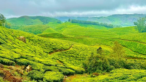 Tea Gardens