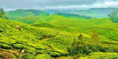 Tea Gardens