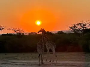 JT SAFARIS(Julius Tact) LTD