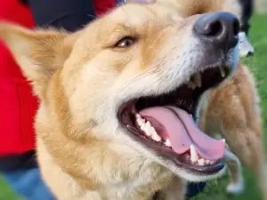 Jirrahlinga Dingo Conservation & Wildlife Education Centre