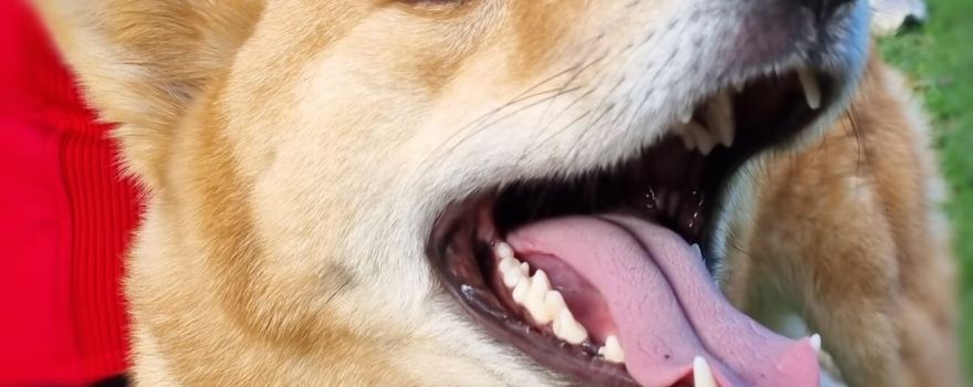 Jirrahlinga Dingo Conservation & Wildlife Education Centre