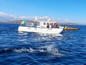 Whale Watch West Cork