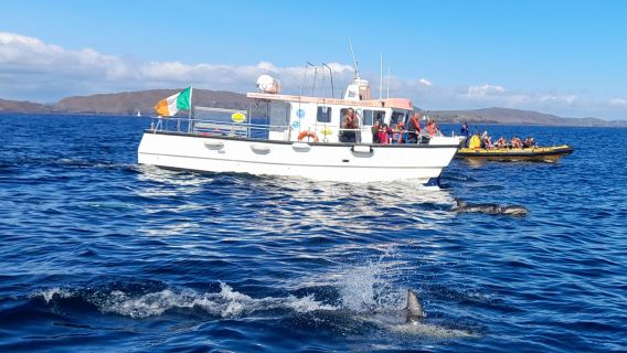 Whale Watch West Cork