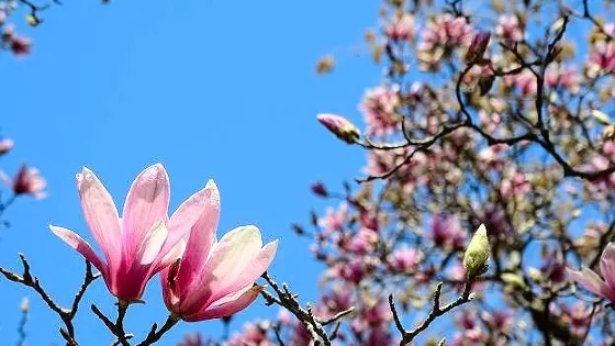 Coker Arboretum