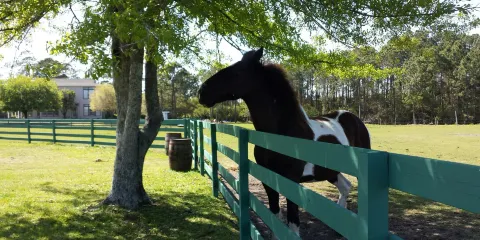 Arnett's Gulfside Trail Rides