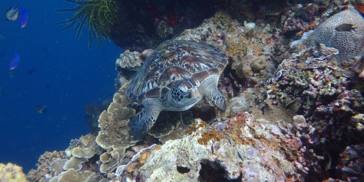 Cebu Dive Centre