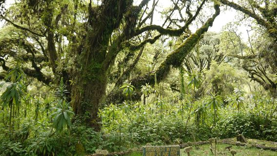 Karisoke Research Center