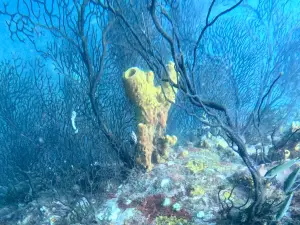 Serenity Dive Inc