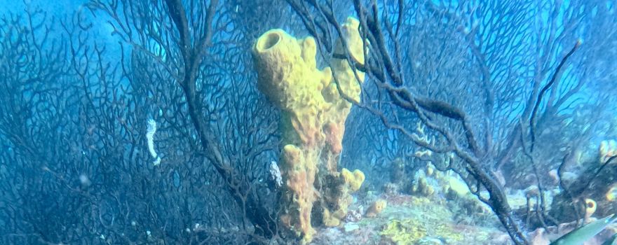Serenity Dive Inc