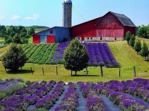 Lavender Hill Farm