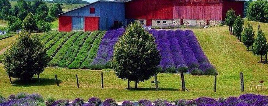 Lavender Hill Farm