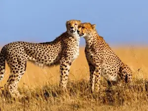 Lights on Africa Destinations & Safaris