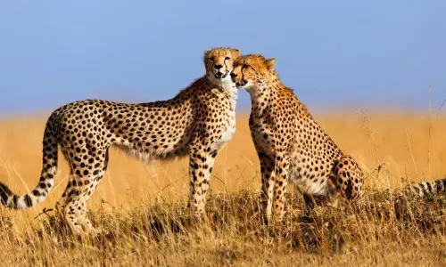 Lights on Africa Destinations & Safaris