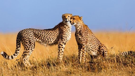 Lights on Africa Destinations & Safaris