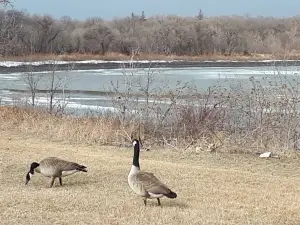 Maple Grove Dog Park
