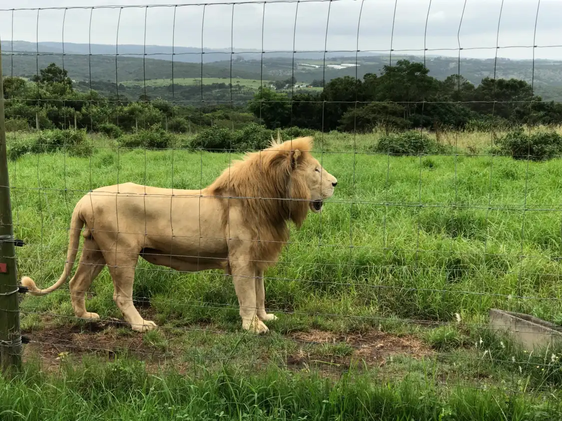 Hotels near East London Lion Park