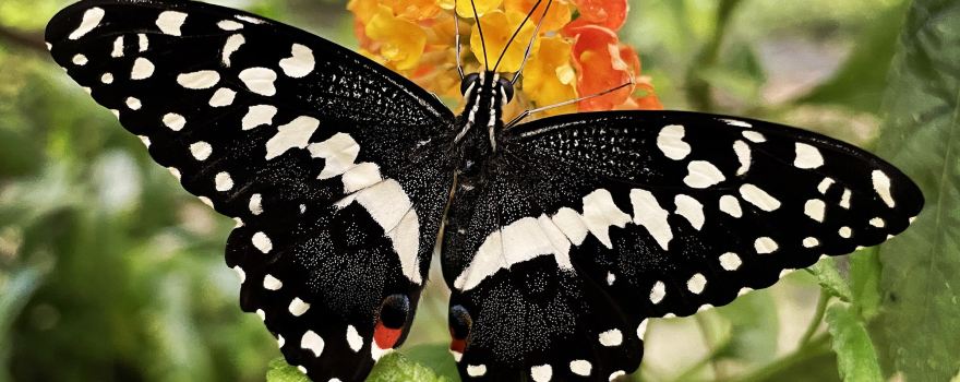 Butterfly paradise Papiliorama