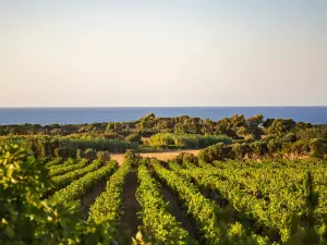 Cantina Ligios