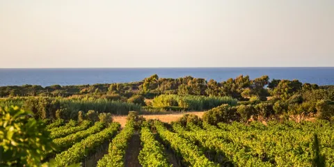 Cantina Ligios