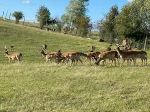 ZOO SAFARI OKRĄGŁE