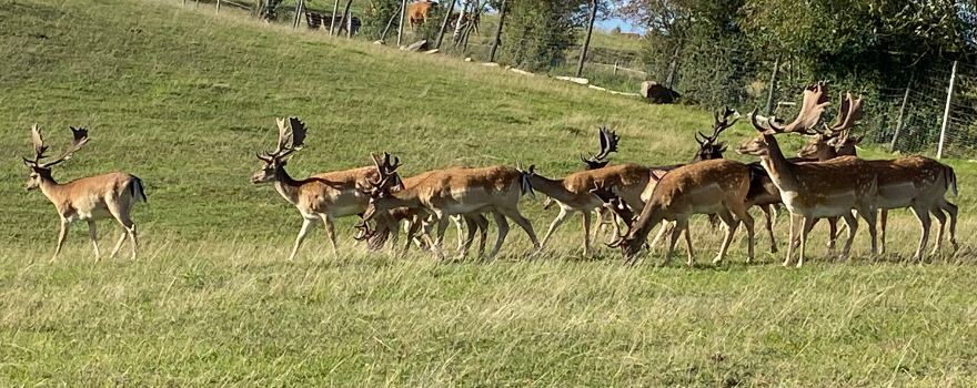 ZOO SAFARI OKRĄGŁE