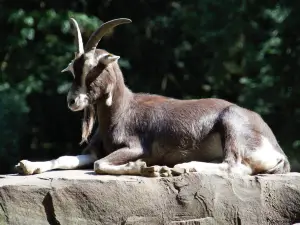 Tierpark Tannenbusch