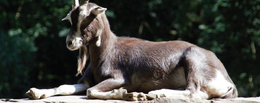 Tierpark Tannenbusch