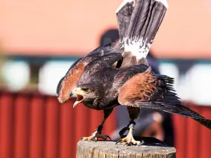 Greifvogelwarte Feldatal