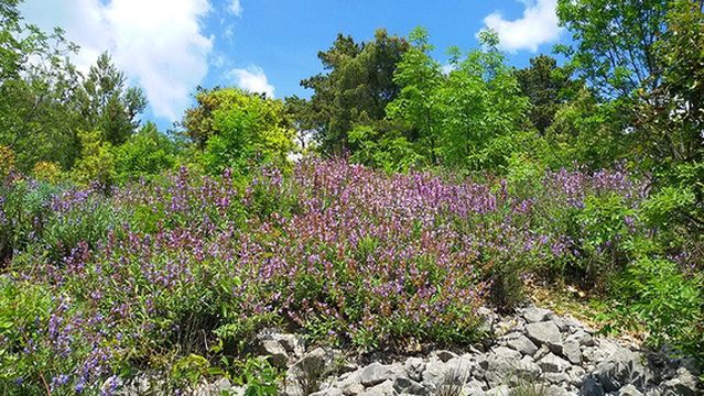 Sentiero Tiziana Weiss (o Sentiero Della Salvia)