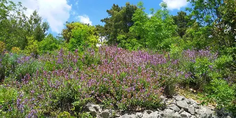 Sentiero Tiziana Weiss （o Sentiero Della Salvia）
